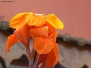 Foto Precedente: fiore del Bosforo