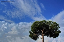 Prossima Foto: l'albero in cielo