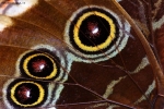 Foto Precedente: forme e colori di farfalla