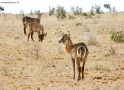 Foto Precedente: Antilopi