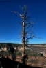 Foto Precedente: Un albero sul burrone