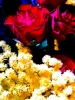 Prossima Foto: Rose e Mimose - San Valentino 2011