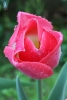 Prossima Foto: tulipano con gocce