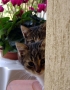 Prossima Foto: gattini curiosi