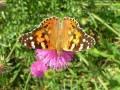 Prossima Foto: La Farfalla