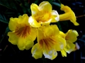 Foto Precedente: fiori gialli
