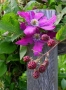 Prossima Foto: fiori&frutti