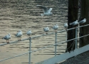 Prossima Foto: Seagulls meeting...