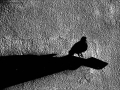 Foto Precedente: l'ombra di colombo