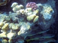 Foto Precedente: Reef