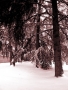 Foto Precedente: Alberi nella neve