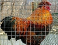 Prossima Foto: gallo a quadretti