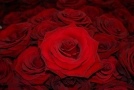 Foto Precedente: rose rosse
