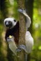 Prossima Foto: Lemure