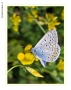 Prossima Foto: Farfalla 18