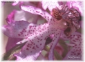 Prossima Foto: Orchis purpurea