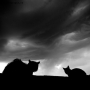 Foto Precedente: Gatti nella tormenta