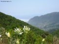 Prossima Foto: Aghapantus a Madeira