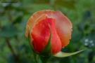 Foto Precedente: Rose of the Roses...