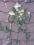 Prossima Foto: roses