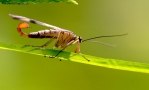 Foto Precedente: mosca scorpione maschio