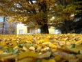 Prossima Foto: Colori d'autunno - II