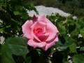 Prossima Foto: Rosa rosa