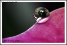 Water drop and color