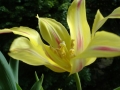Foto Precedente: tulipano