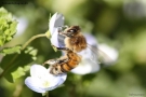 Foto Precedente: l'ape e il suo lavoro...