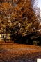 Foto Precedente: Parco di Monza in autunno
