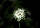Foto Precedente: fiore di campagna