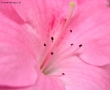 Foto Precedente: fiore di azalea