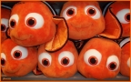 Prossima Foto: Nemo, e i suoi fratelli