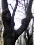 Foto Precedente: Tree?