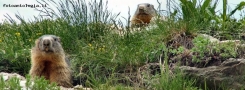 Prossima Foto: marmotte curiose
