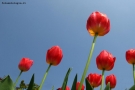 Prossima Foto: tulip