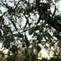 Foto Precedente: olive all'origine