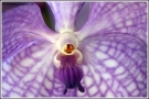 Prossima Foto: Orchid #1