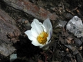 Prossima Foto: Fiore alpino