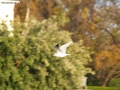 Prossima Foto: Volo del Gabiano