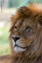 Foto Precedente: Safari park Pombia 02