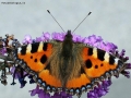Prossima Foto: farfalla sul lillà