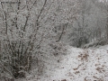 Foto Precedente: tracce nella neve