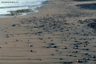 Foto Precedente: Sassi in riva al mar!