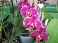 Foto Precedente: orchidee