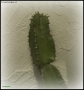 Foto Precedente: oggetti: la pianta grassa contro il muro