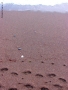 Prossima Foto: orme sulla sabbia