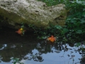 Prossima Foto: due fiori nell'acqua