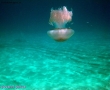 grande medusa